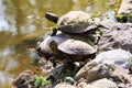 Turtles on the stone on the bank of the pond. Royalty Free Stock Photo