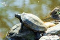 Turtles on the stone on the bank of the pond. Royalty Free Stock Photo