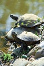 Turtles on the stone on the bank of the pond. Royalty Free Stock Photo