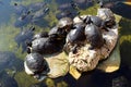Turtles on a stone bask in the pond Royalty Free Stock Photo