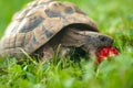 Turtles strawberries hunger