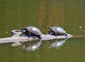 Turtles in the Sun Royalty Free Stock Photo