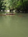 Turtles sun bathing Royalty Free Stock Photo