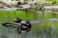 Turtles sun bathing Royalty Free Stock Photo