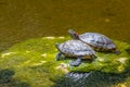 Turtles sun bathing on a stone in a pond Royalty Free Stock Photo