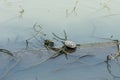 Turtles sun tanning Royalty Free Stock Photo