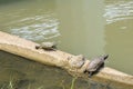 Turtles sun tanning Royalty Free Stock Photo