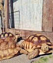 turtles sunbathe in the morning before going back to work? Royalty Free Stock Photo