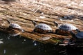 Turtles sunbathing