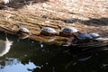 Turtles sunbathing