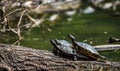 Turtles sunbathing on a driftwood Royalty Free Stock Photo