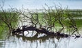 Turtles sunbathing on a driftwood