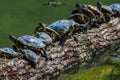 Turtles sunbathing on a driftwood Royalty Free Stock Photo