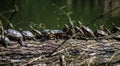 Turtles sunbathing on a driftwood Royalty Free Stock Photo