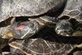 Turtles sunbathing Royalty Free Stock Photo