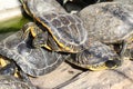 Turtles sunbathing Royalty Free Stock Photo