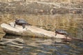 Turtles Sunbathing on a Log Royalty Free Stock Photo