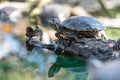 Turtles sunbathing in the park Royalty Free Stock Photo