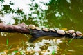 Turtles sunbathing on a tree in a pond near the amazon river, Iquitos, Peru