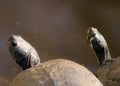 Turtles sunbathing on a warm rock next to a pond