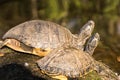 Turtles sunbathing on a warm rock next to a pond