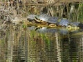 Turtles sunning on a laog Royalty Free Stock Photo