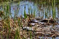 Turtles sunning on a log in a marsh near Barcelona Royalty Free Stock Photo