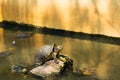 Turtles sunning at the pond Royalty Free Stock Photo