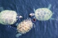 Turtles swim in the pond.