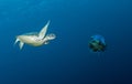 Turtles swimming underwater in the Maldives, making a great image in corals Royalty Free Stock Photo