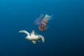 Turtles swimming underwater in the Maldives, making a great image in corals Royalty Free Stock Photo