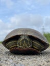 Portrait turtle under blue sky