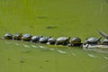 Turtles teamwork Royalty Free Stock Photo