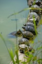 Turtles teamwork Royalty Free Stock Photo