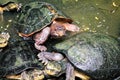 Turtles together