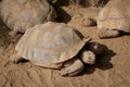 Turtles, tortoise in nature - galapagos turtle Royalty Free Stock Photo