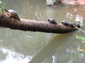 Turtles on tree in Loxahatchee River, Florida Royalty Free Stock Photo