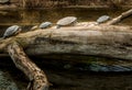 Turtles on a Tree Trunk near Water