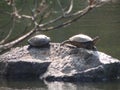 Turtles Royalty Free Stock Photo