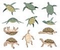 Turtles in various poses, characters collection. Set of green sea or ocean tortoise and land turtle in different actions Royalty Free Stock Photo