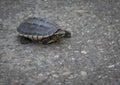 Turtles are walking