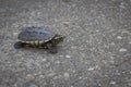 Turtles are walking