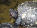 Turtles Royalty Free Stock Photo