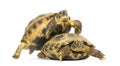 Turtles on the way to copulate, Royalty Free Stock Photo