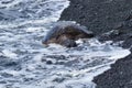 Turtles Wet By The Sea On A Black Sand Beach In Hawaii Royalty Free Stock Photo