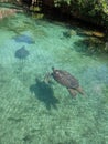 Turtles in xcaret Royalty Free Stock Photo