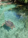 Turtles in xcaret Royalty Free Stock Photo