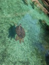 Turtles in xcaret Royalty Free Stock Photo