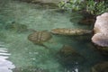 Turtles in Xcaret Park, Mexico Royalty Free Stock Photo