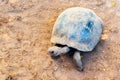 Turtles at the zoo, Galapagos Island, Isla Isabela. Top view Royalty Free Stock Photo